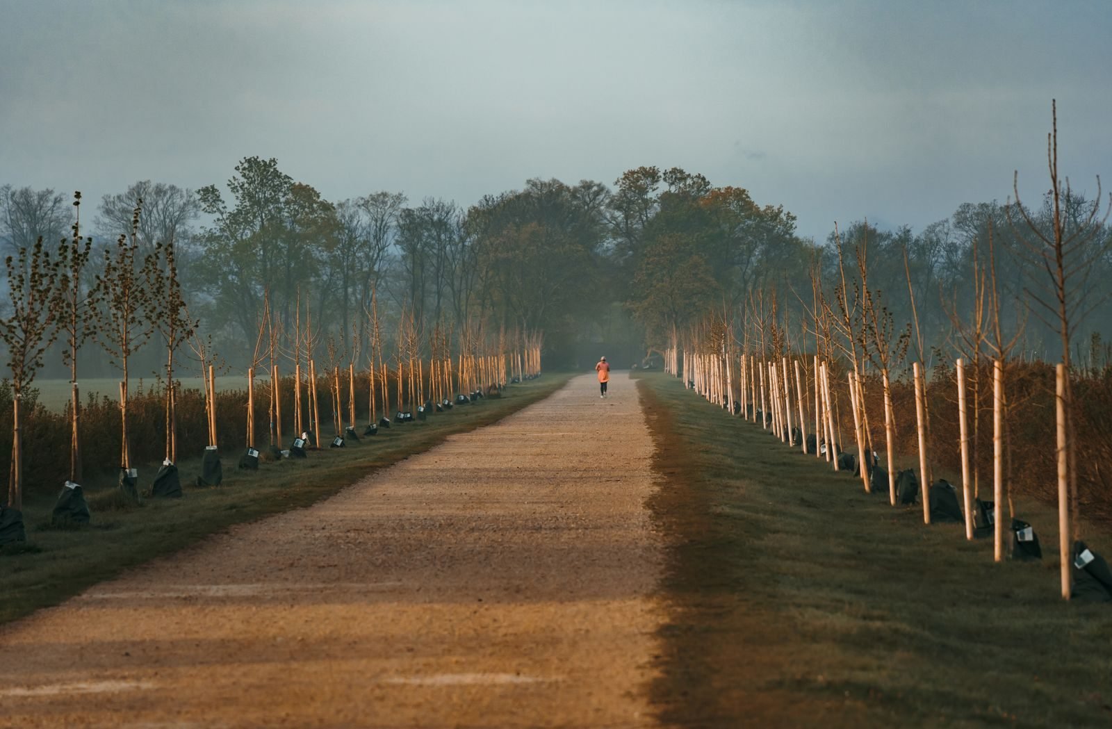 Person jogging along a tree-lined path on a foggy morning